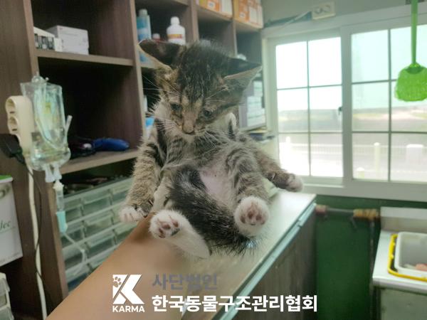 [고양이] 한국 고양이 서울-강서-2025-00060 유기동물 배경 이미지 입니다.
